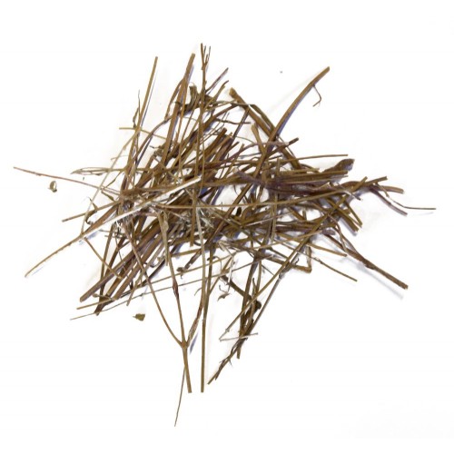 XIANG RU - Herba Elsholtziae