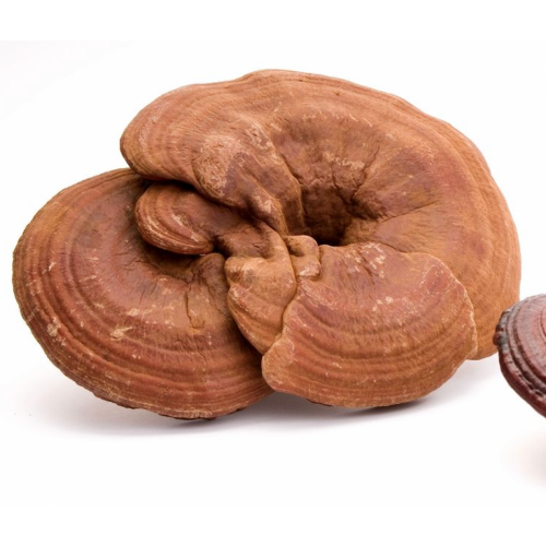 LING ZHI - Ganoderma Lucidum - REISHI 40gr