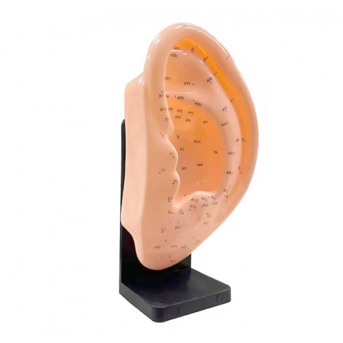 Modèle oreille gauche