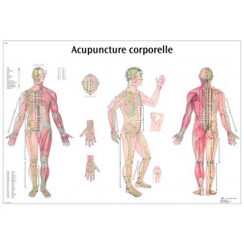 Poster des points d'acupuncture (Français)