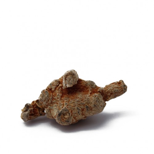 SAN QI - TIAN CHI GINSENG - Radix Pseudoginseng