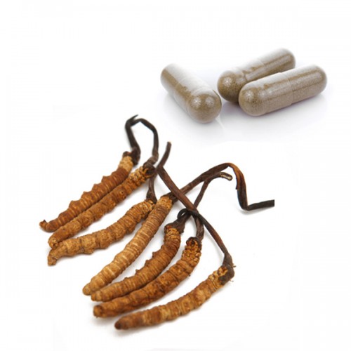DONG CHONG XIA CAO - Cordyceps Sinensis