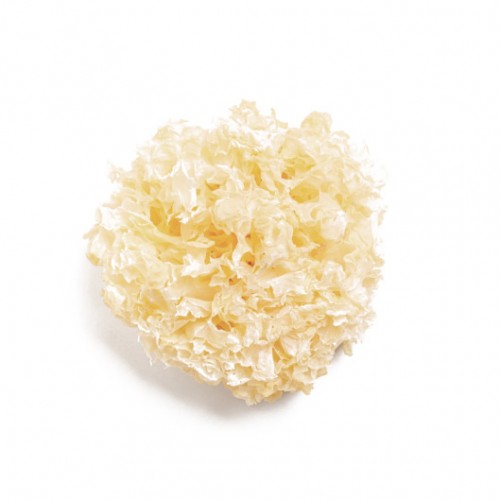 BAI MU ER - Fructus Tremellae Fucifor - 10gr