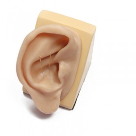Modèle d'oreille en silicone pour l'acupuncture