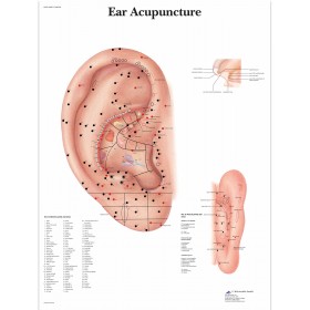 Poster Auriculothérapie (50x67cm)