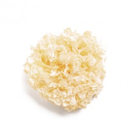 BAI MU ER - Fructus Tremellae Fucifor - 10gr